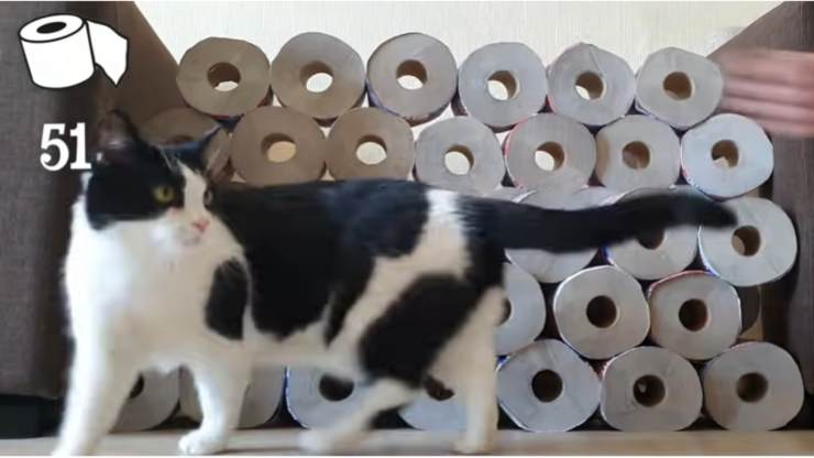 Il gatto curioso (Foto video)
