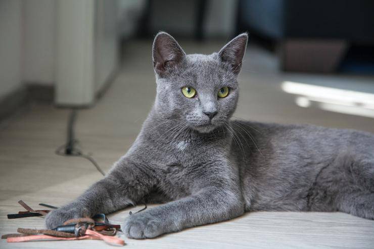 Razze di gatti per padroni paurosi Razze di gatti per padroni paurosi