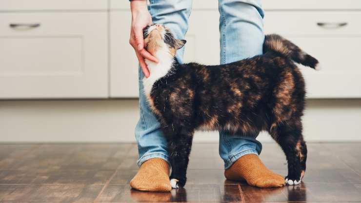 perché gatto mi gira intorno