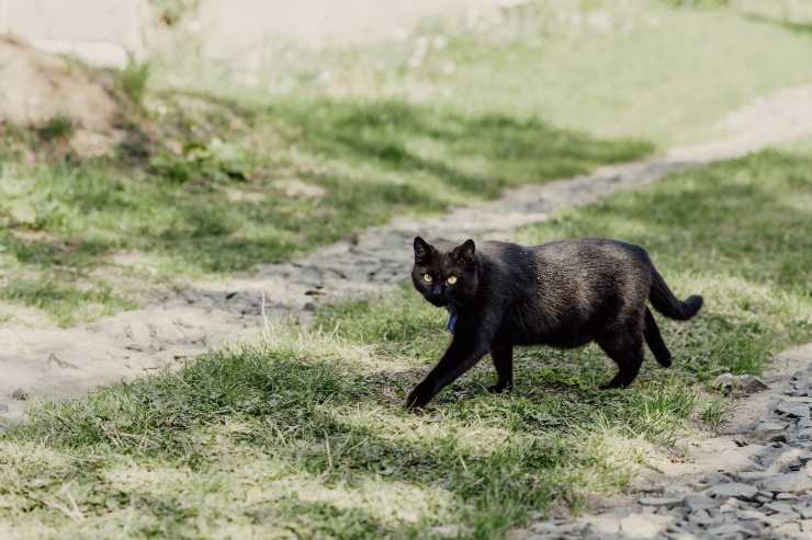 Gatti per padroni paurosi