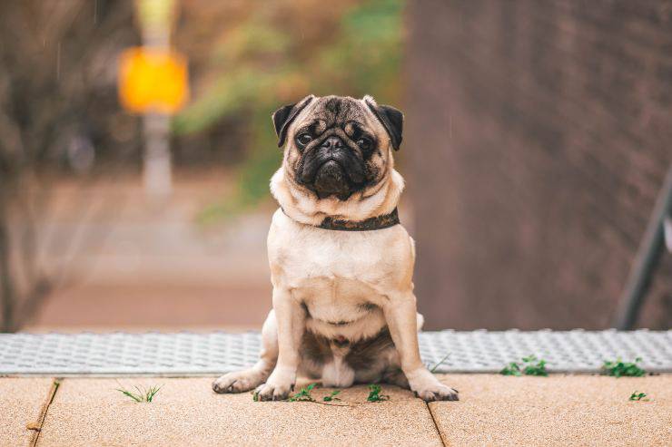 Cagnolini che rispettano