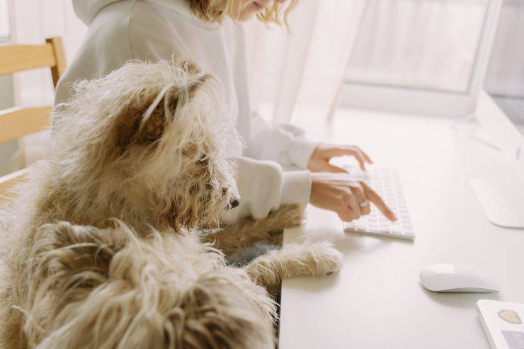 Razze di cani da portare in ufficio
