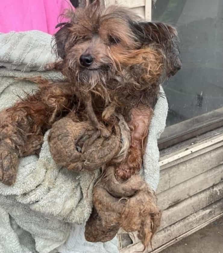 Rinchiuso in un armadio e abbandonato in un appartamento (Foto Facebook)
