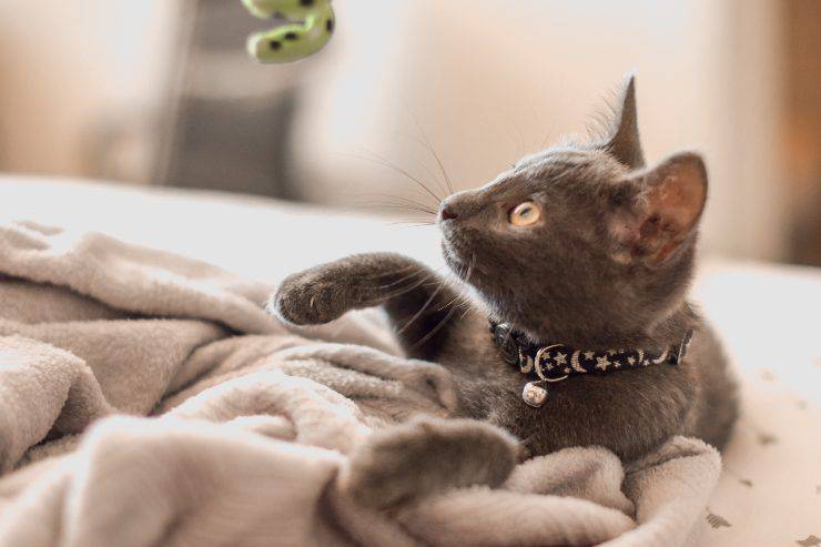 Il gatto ruba le mie cose Il gatto ruba le mie cose