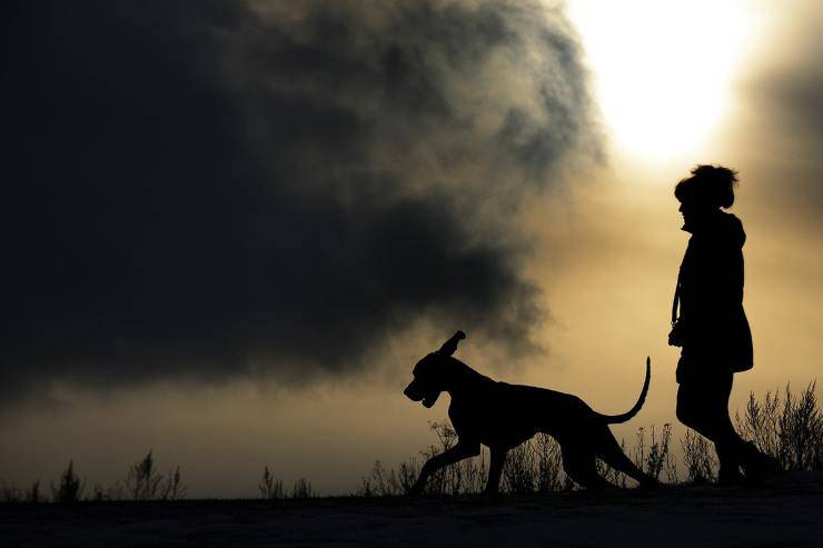 Il dolce desiderio del cane (Foto Facebook)