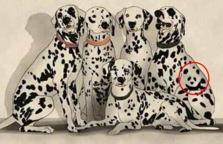 soluzione trova l'animale nascosto tra i dalmata