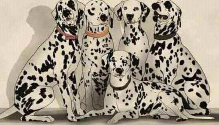 Scopri quanto sei attento con il test: trova l'animale nascosto tra i dalmata