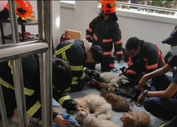 14 gatti privi di sensi nell'appartamento in fiamme salvati dai vigili del fuoco