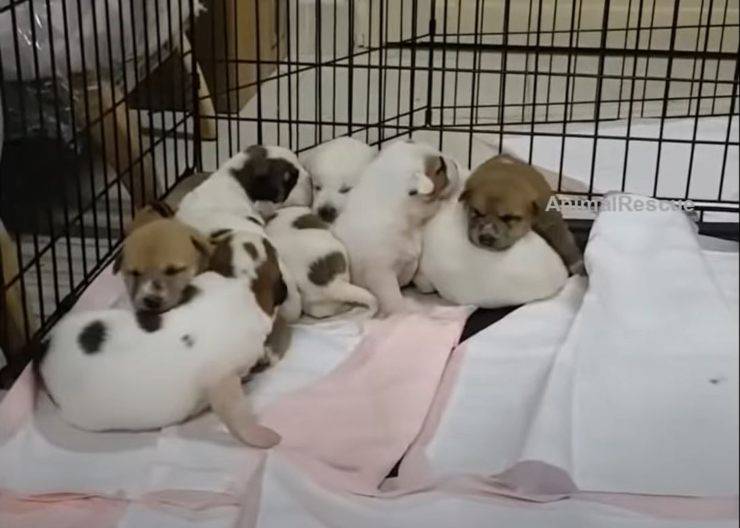 cagnolina non ha latte cuccioli