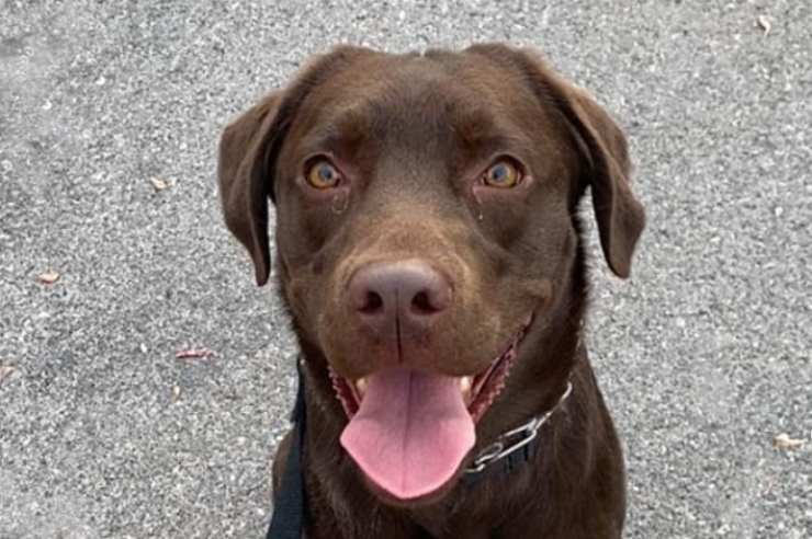Lory del Santo: chi è il suo cane Jordan