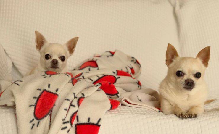Licia Nunez e i suoi cani