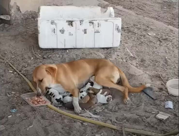 cagnolina non ha latte cuccioli