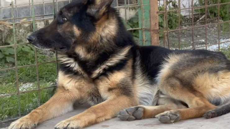 Il cane Hiro in primo piano (Foto Facebook)