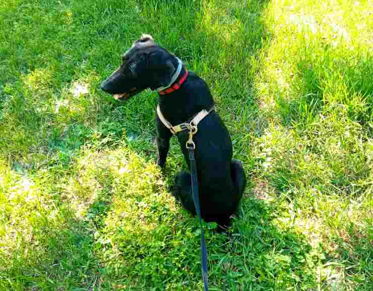 cane terrorizzato umani rifiutano adottare