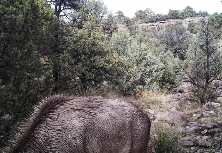 Test visivo reale solo una mente allenata riuscirà a vedere l'animale nascosto