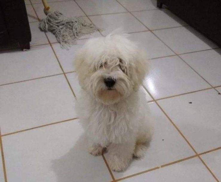 ragazzino cammina cartello trovare cane 