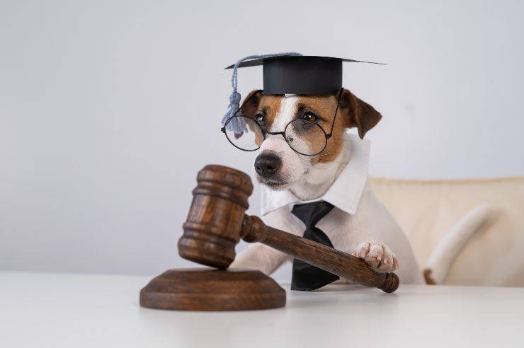 Jack Russell nelle vesti di giudice Dog jack russell terrier dressed as a judge and holding a gavel on a white background