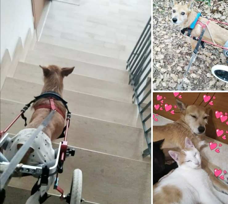 cane disabile felice