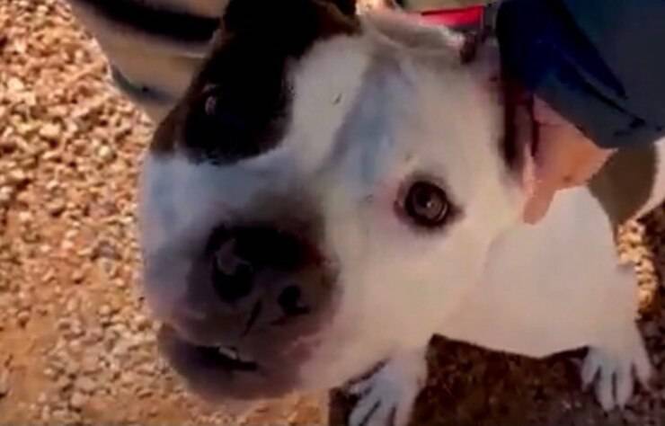 Bella (Screen video)