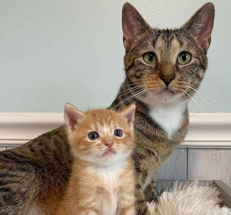 unico gattino sopravvissuto
