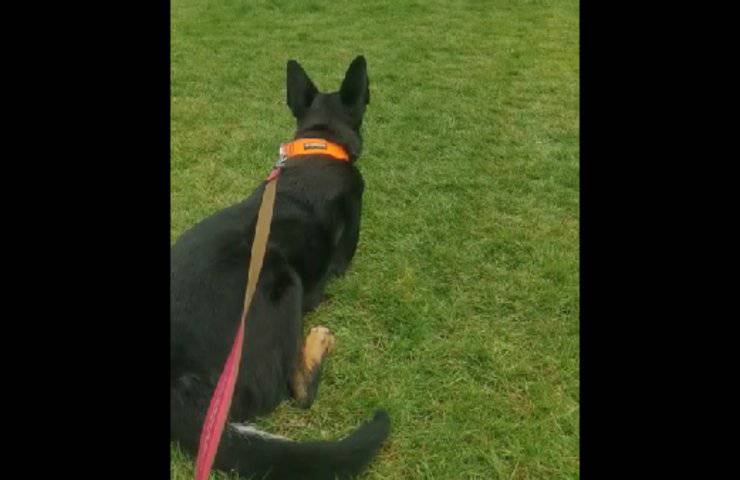 cane vede qualcuno avvicinarsi lontano video
