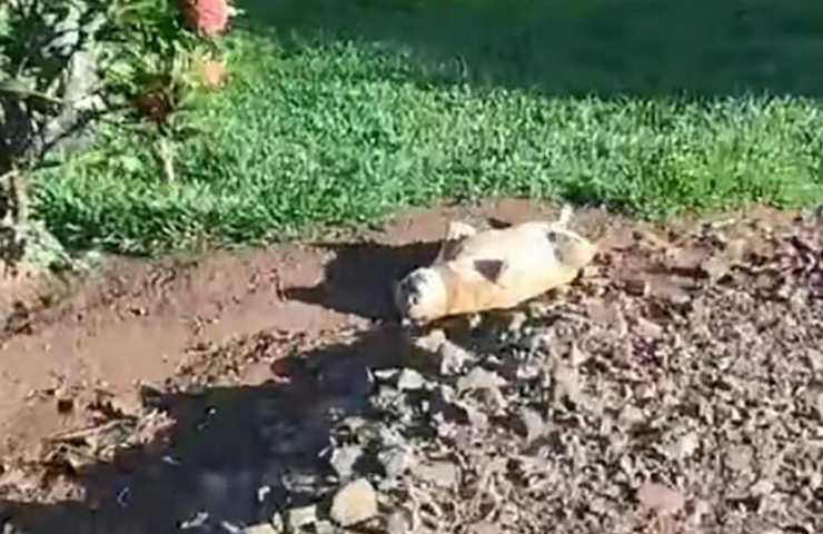 cane sovrappeso bisogno soccorso alzarsi video