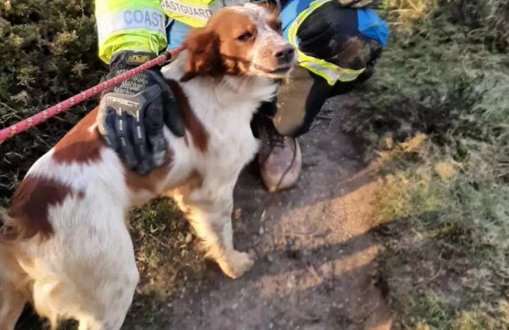 cane scomparso creduto morto trovato grotta