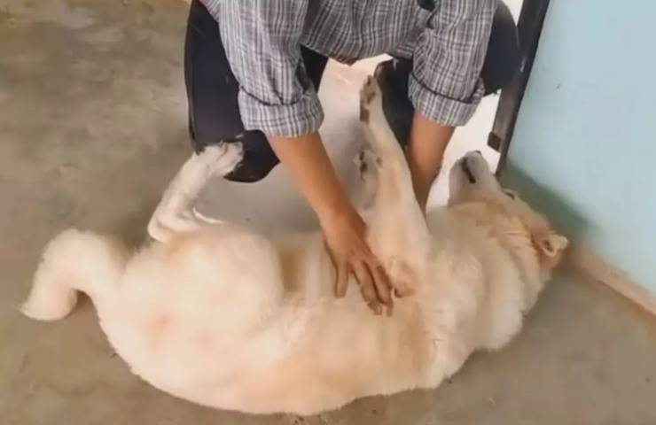 animale domestico abbandonato soccorso donna