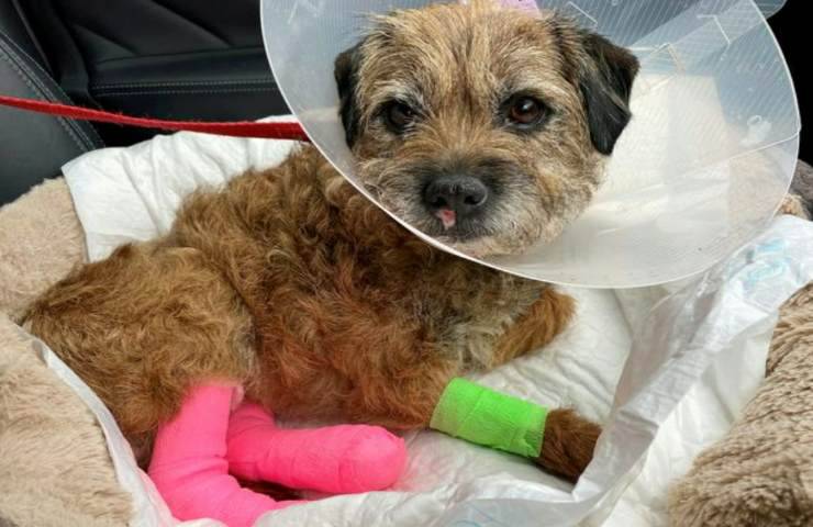 cane salvato veterinario non ci crede
