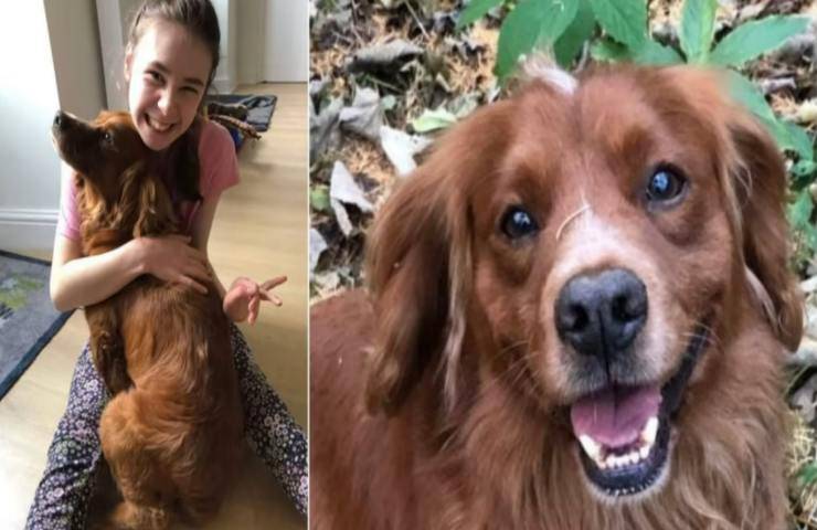 animale domestico disperso rubato torna a casa