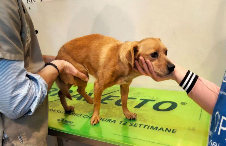 cane rischiava paralisi salvato OIPA video