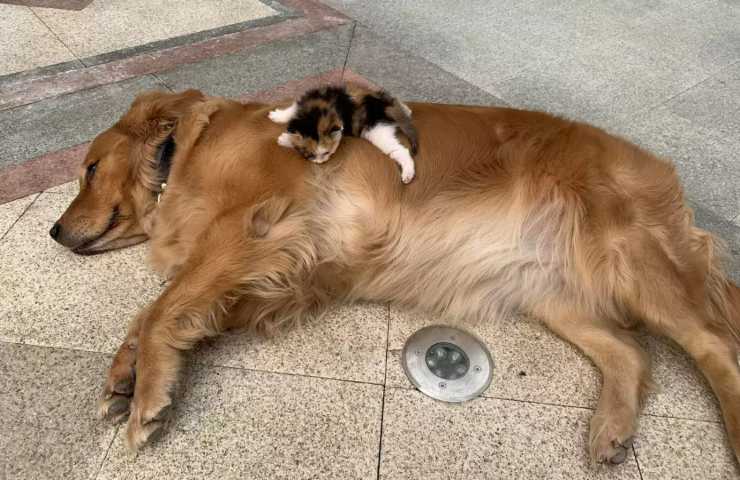 cane conduce proprietario gattino abbandonato