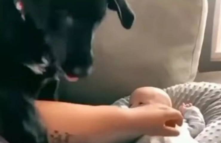 animale domestico protegge infante