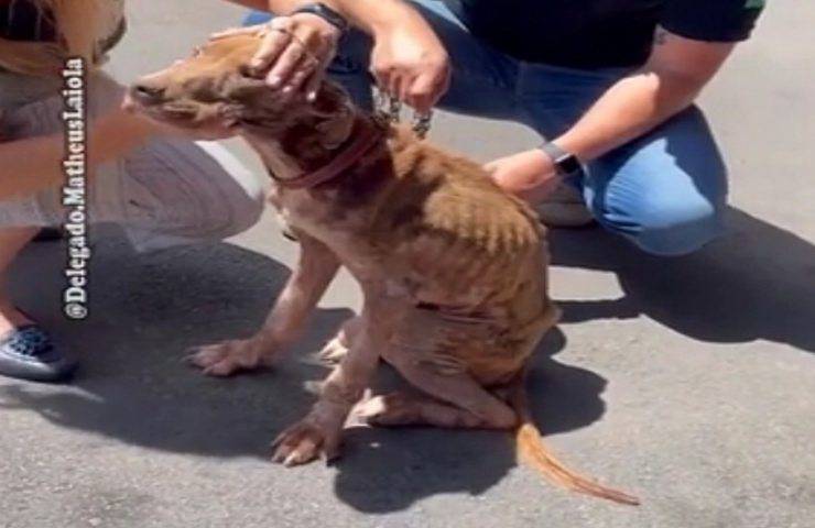 cane malnutrito trova nuova famiglia trasformazione incredibile