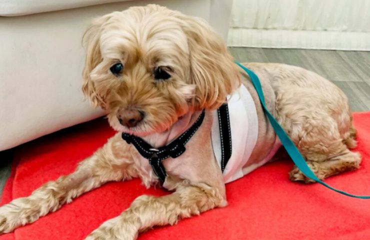 medico porta cane regno unito operazione salvavita