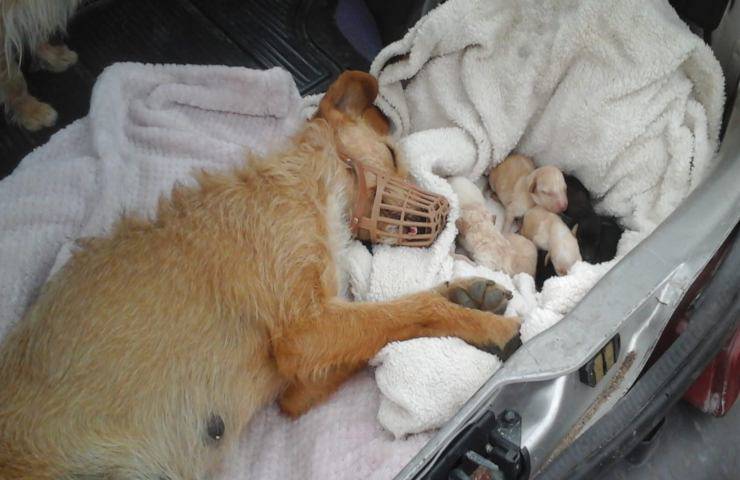 cagnolina da alla luce piccoli in condizioni pessime