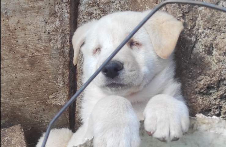 Bari cucciolo nato cieco cerca nuova famiglia