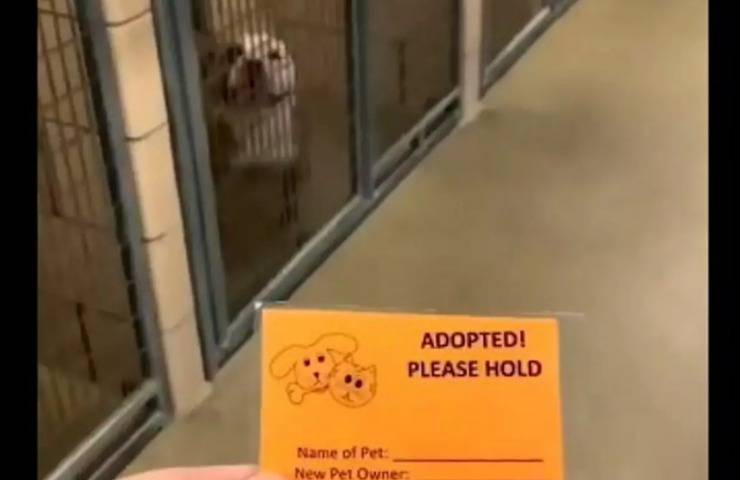cane capisce adottato reazione commovente video