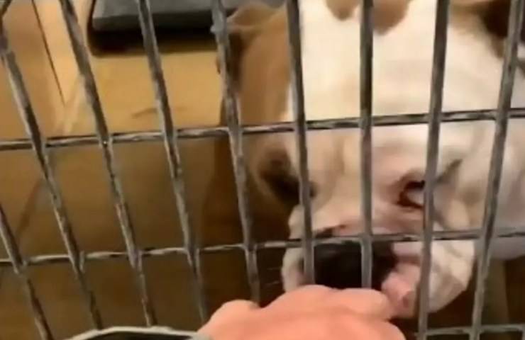 bulldog non vede l'ora della sua nuova famiglia