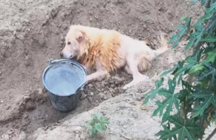 cane abbandonato morire fosso video
