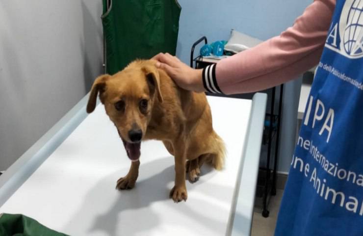 stella animale soccorso OIPA