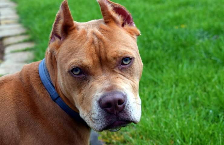 studio razza non può determinare carattere cane