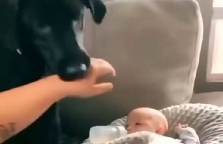 Cane iperprotettivo confronti bambino video