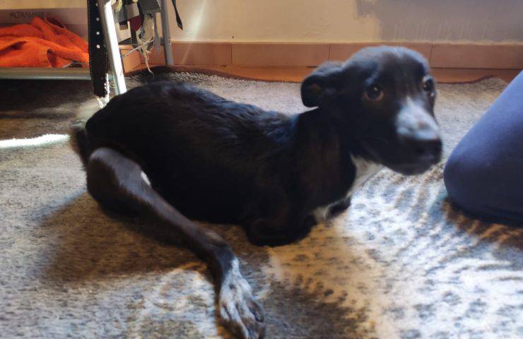 cane senza zampe curato OIPA video