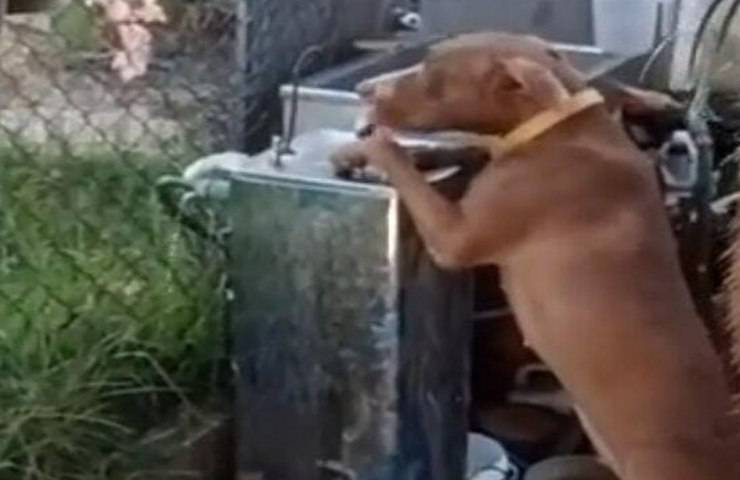 animale domestico impara ad abbeverarsi da solo