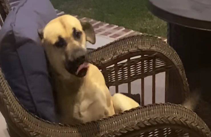 animale randagio cerca casa video