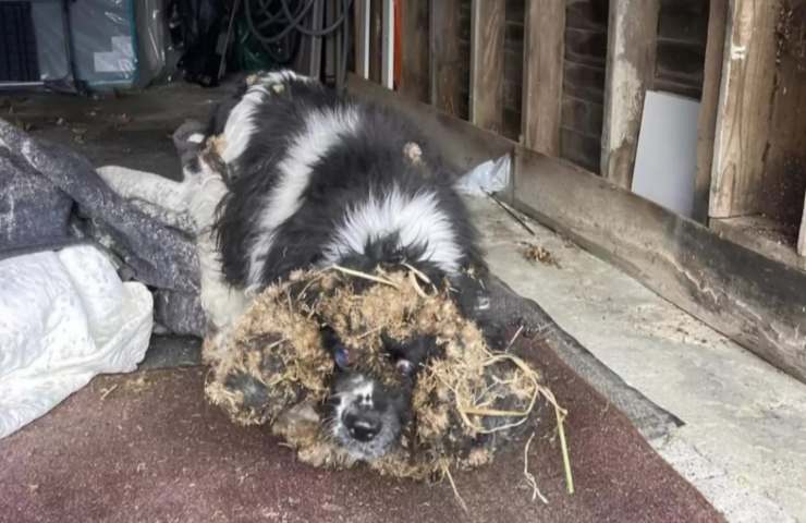 toelettatrice cane cattive condizioni soccorre video