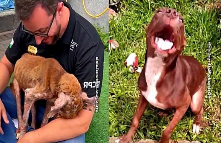 animale in difficoltà viene soccorso adottato