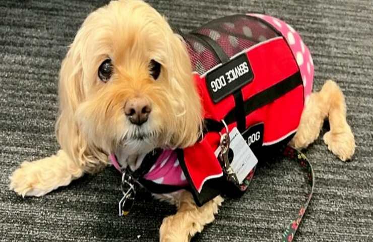 proprietario accompagna aereo cane operazione cardiaca