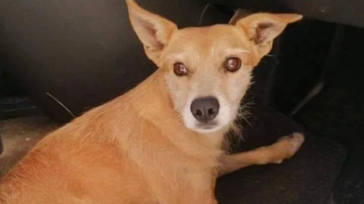 cane incidente disabile